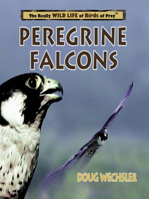 cover image of Peregrine Falcons